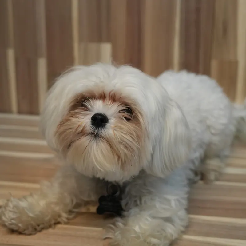Rocket, Chief Morale Booster at The Maker Hub YYC